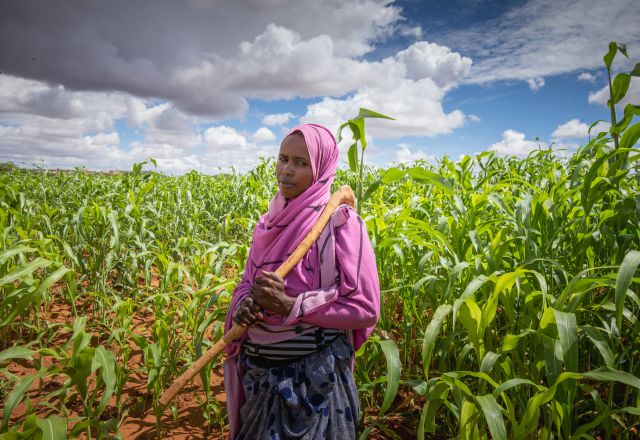 Nasri Hamdi Abdulahi at the sorghum field