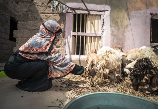 Fawzia feeding her livestock