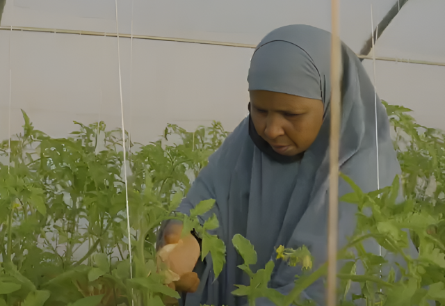 Asha pruning tomato plants in the greenhouse