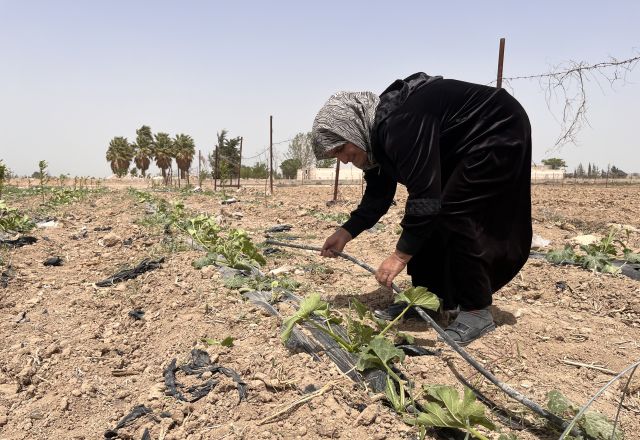 Layla, a farmer from Rural Damascus in the field as the harsh drought's had devastating impact on her village's agriculture and a crumbling economy.