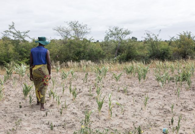 A lady stands in a dry field with sparse, sun-scorched crops under a cloudy sky.
