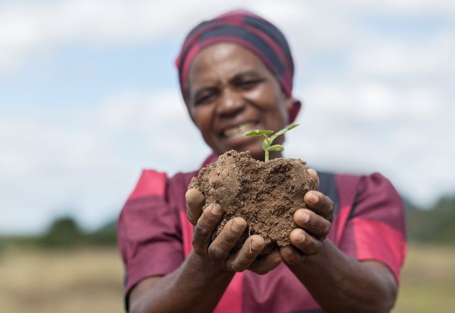 Ottilia Tarutira, farmer in the Ruti Irrigation Project, holds soil with a sprouting plant on her plot in Gutu District, Zimbabwe