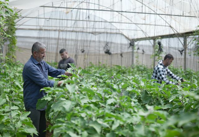 Walid is checking his plants along with is children in a greenhouse in Zawaya area in the middle of the Gaza Strip.