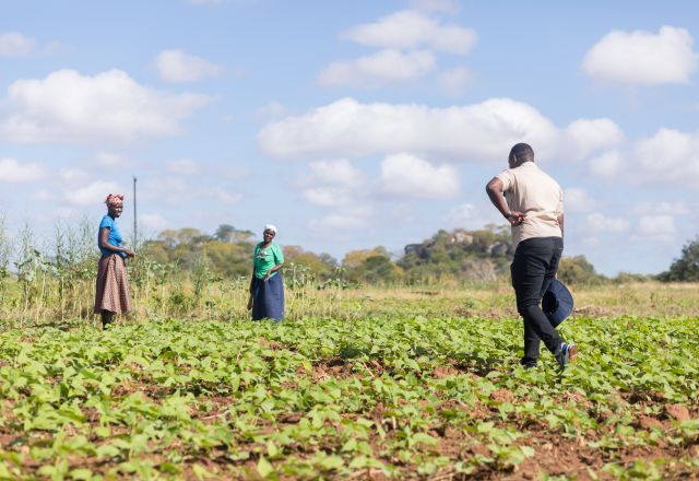 Magness Mukuze, Irene Mafumba and Mapiye Chitanda at Ruti irrigation scheme in Gutu District, Zimbabwe.