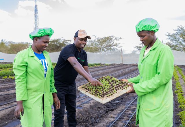 Naftali Mutahi the farm manager and some of the female staff from Aromatic Fresh working together to plant basil seedling.
