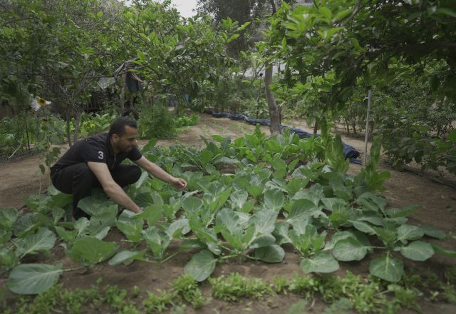 Farmer checking his plants in his home
