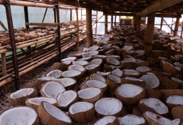 A solar dryer house. This is where coconut shell waste is transformed into high-quality, export-grade charcoal and briquettes that are eco-friendly and energy-efficient