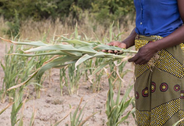 A farmer, holding crops which have been devastated by the harsh sun and low rainfall.