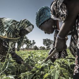 farmers harvesting crops