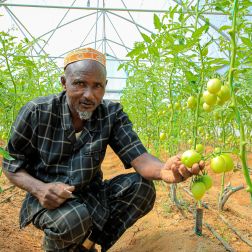 Farmer and tomato plant