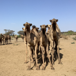 camels in kenya