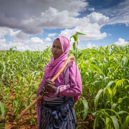 Nasri Hamdi Abdulahi at the sorghum field