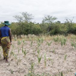 A lady stands in a dry field with sparse, sun-scorched crops under a cloudy sky.