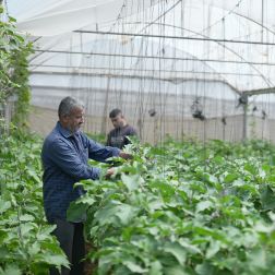 Walid is checking his plants along with is children in a greenhouse in Zawaya area in the middle of the Gaza Strip.