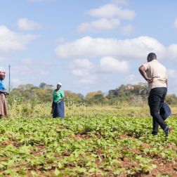 Magness Mukuze, Irene Mafumba and Mapiye Chitanda at Ruti irrigation scheme in Gutu District, Zimbabwe.