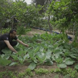 Farmer checking his plants in his home
