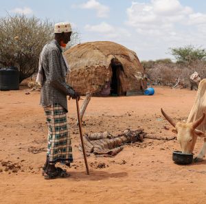 Hassan Abdi feeding one of his few remaining cows