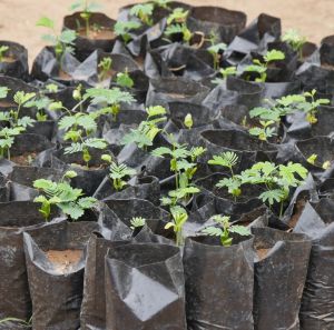 coop vegetable garden malawi