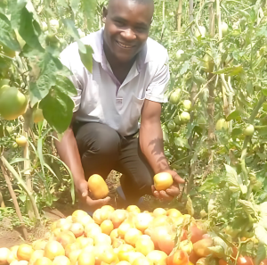 Mathieu Ushindi is a farmer who learned new skills and practices to help with his tomato garden. 