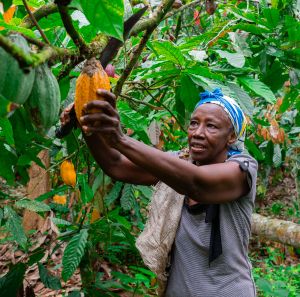 A cocoa farmer cuts a ripe pod from a tree in a lush green plantation.