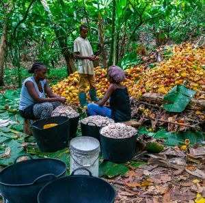 Three people sort cocoa pods in a forested area in São Tomé and Príncipe.