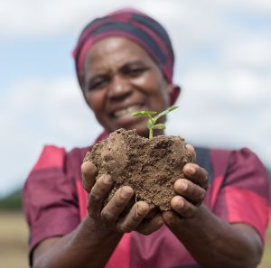 Ottilia Tarutira, farmer in the Ruti Irrigation Project, holds soil with a sprouting plant on her plot in Gutu District, Zimbabwe