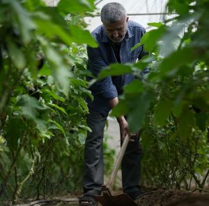 Walid is checking his plants along with is children in a greenhouse in Zawaya area in the middle of the Gaza Strip.